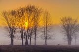 Foggy Sunrise_22576